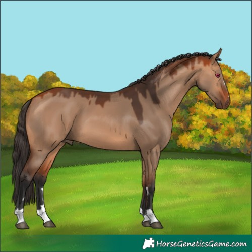 Horse Color:Bay Dun