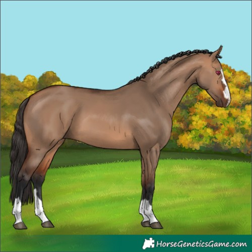 Horse Color:Bay Dun