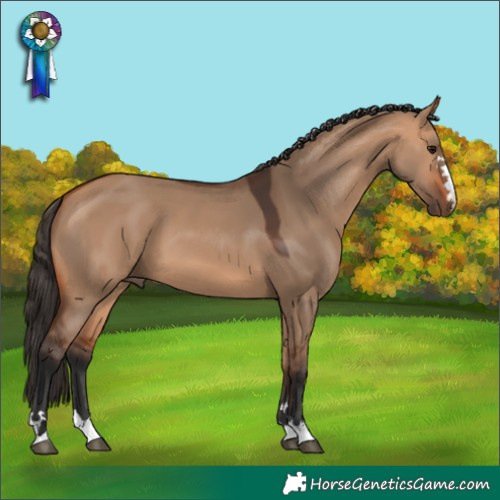 Horse Color:Bay Dun