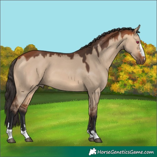 Horse Color:Bay Dun 
