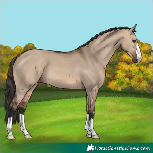 Horse Color:Bay Dun