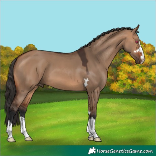 Horse Color:Bay Dun
