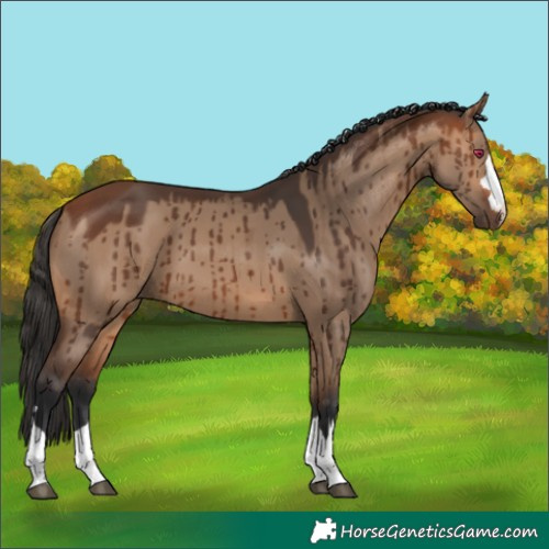 Horse Color:Bay Dun Brindle