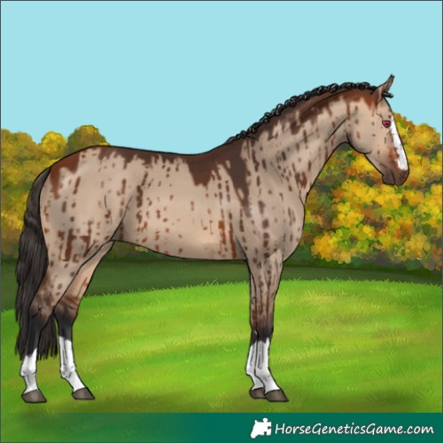 Horse Color:Bay Dun Brindle