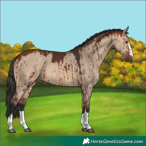 Horse Color:Bay Dun Brindle 
