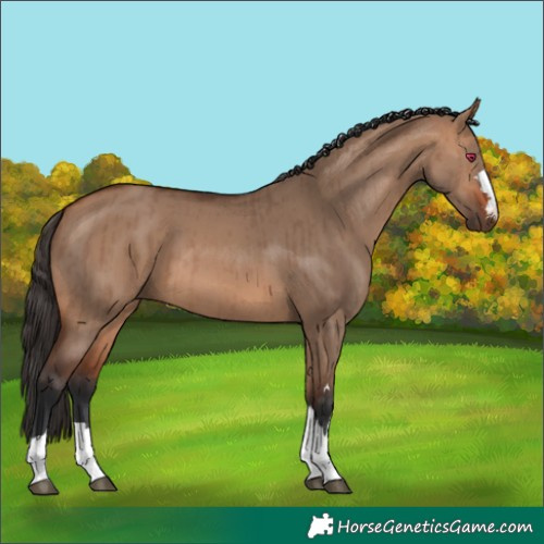 Horse Color:Bay Dun Brindle