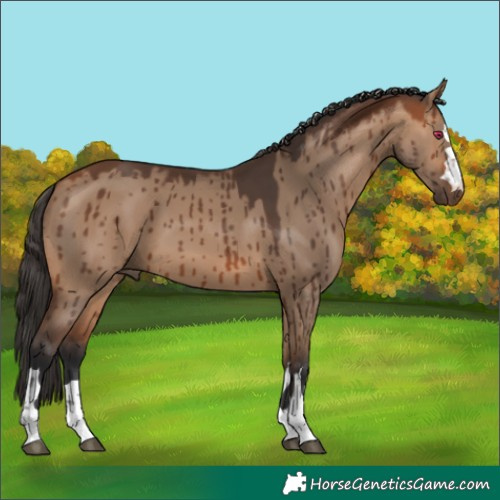 Horse Color:Bay Dun Brindle