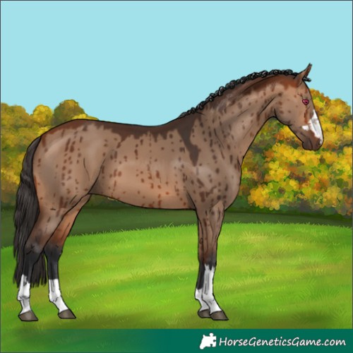 Horse Color:Bay Dun Brindle 