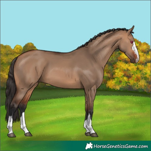 Horse Color:Bay Dun 