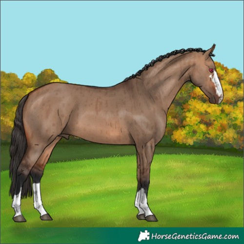 Horse Color:Bay Dun Brindle 