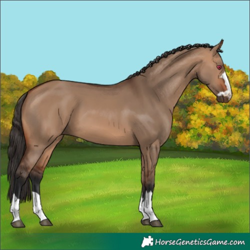 Horse Color:Bay Dun