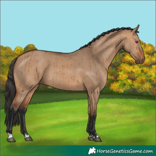 Horse Color:Bay Dun Brindle 