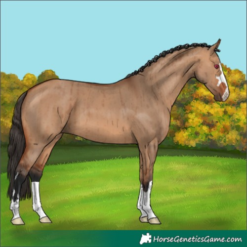 Horse Color:Bay Dun Brindle 