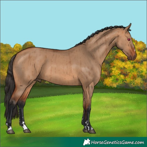 Horse Color:Bay Dun Brindle 