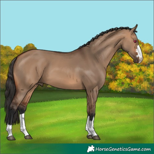 Horse Color:Bay Dun