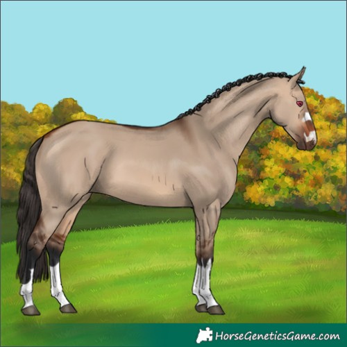 Horse Color:Bay Dun