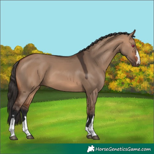 Horse Color:Bay Dun