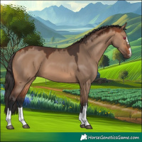 Horse Color:Bay Dun 