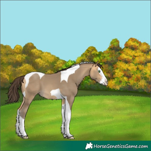 Horse Color:Sable Cream Champagne Splash Tobiano 