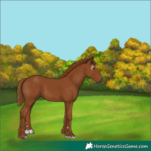 Horse Color:Gray Chestnut