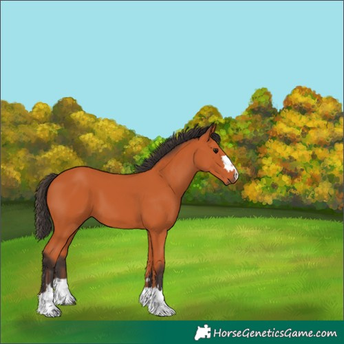 Horse Color:Bay 
