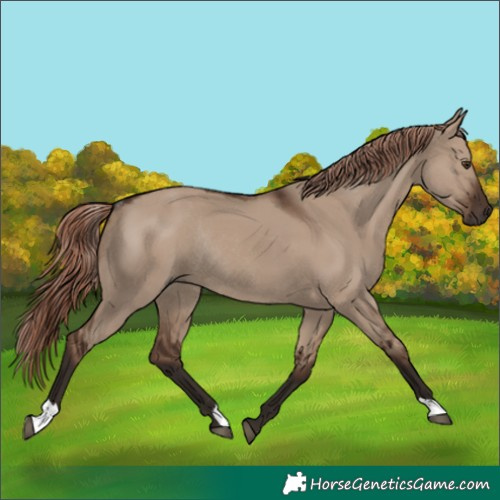 Horse Color:Liver Red Dun Rabicano 