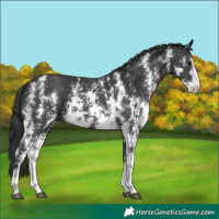 Horse Color:Unknown 