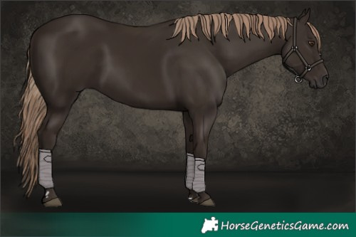 Horse Color:Liver Chestnut Rabicano