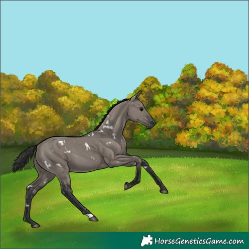 Horse Color:White Spotted Grullo