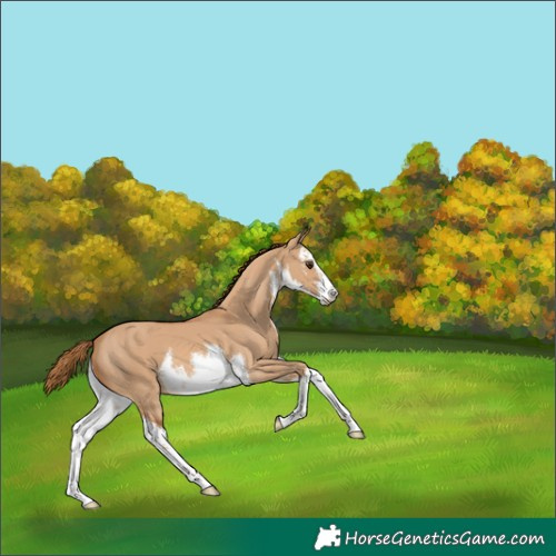 Horse Color:White Spotted Red Dun 