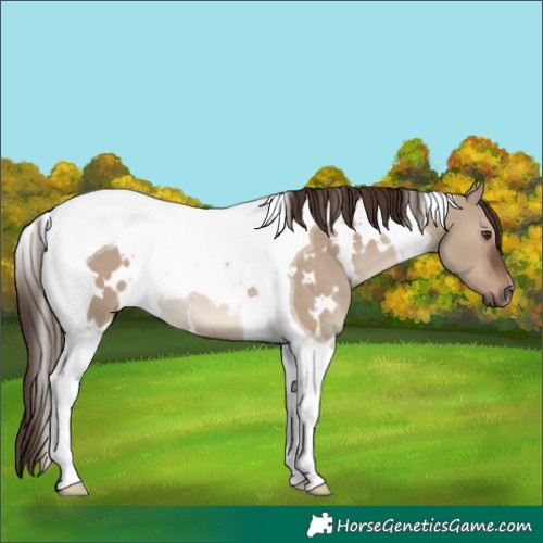 Horse Color:White Spotted Liver Red Dun Tobiano