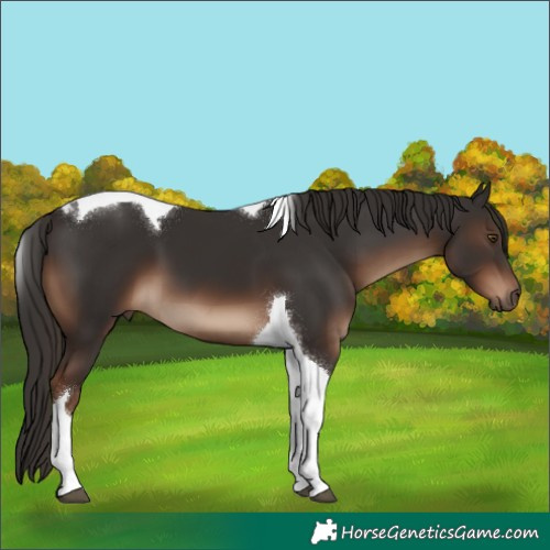 Horse Color:Liver Chestnut Tobiano 