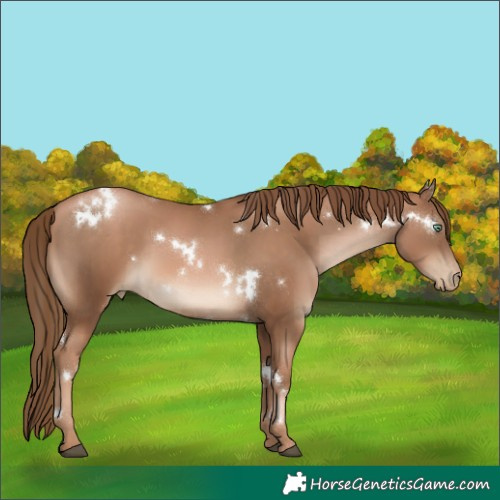 Horse Color:White Spotted Liver Chestnut Pearl Rabicano 