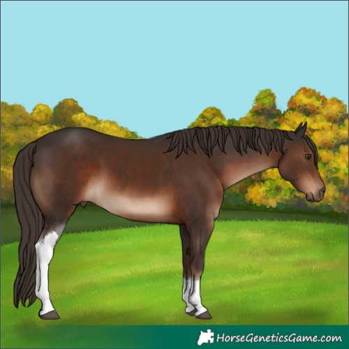 Horse Color:Liver Chestnut Tobiano