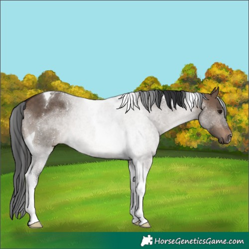 Horse Color:Brown Dun Tobiano