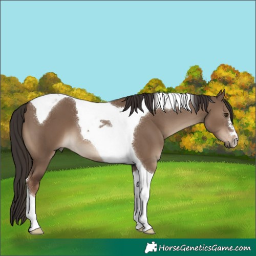 Horse Color:Liver Red Dun Tobiano 