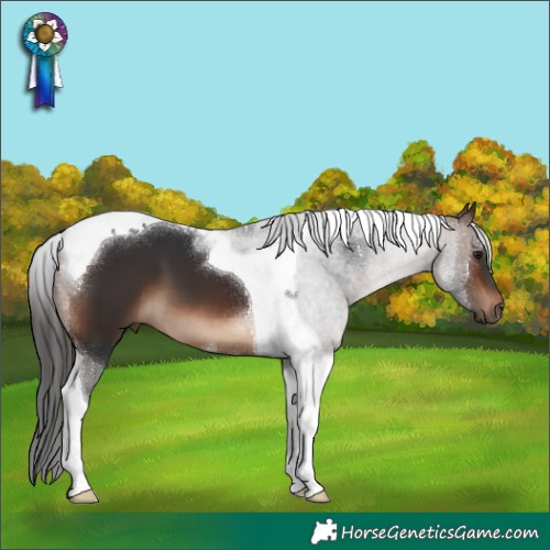 Horse Color:Brown Tobiano 
