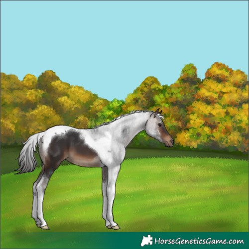 Horse Color:Brown Tobiano 