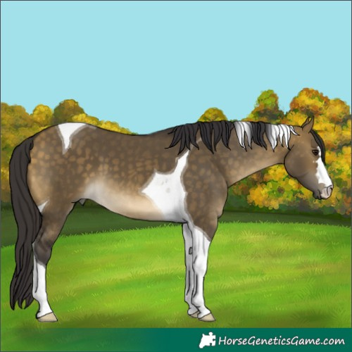 Horse Color:Buckskin Dun Tobiano 