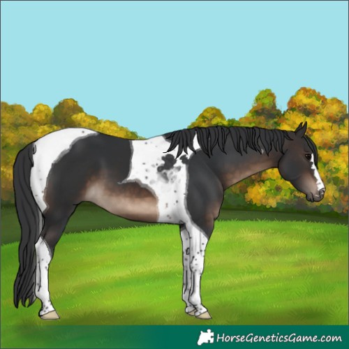 Horse Color:Brown Tobiano 
