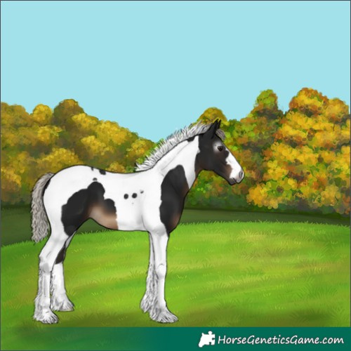 Horse Color:Gray Silver Brown Tobiano 