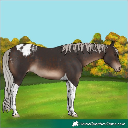 Horse Color:Silver Brown Tobiano Appaloosa 