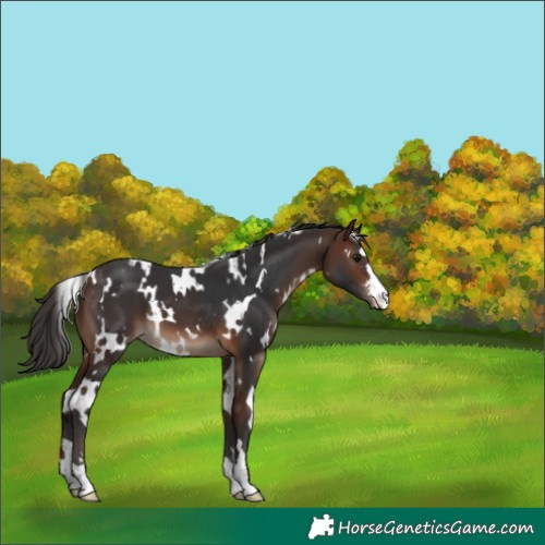 Horse Color:White Spotted Brown Appaloosa 