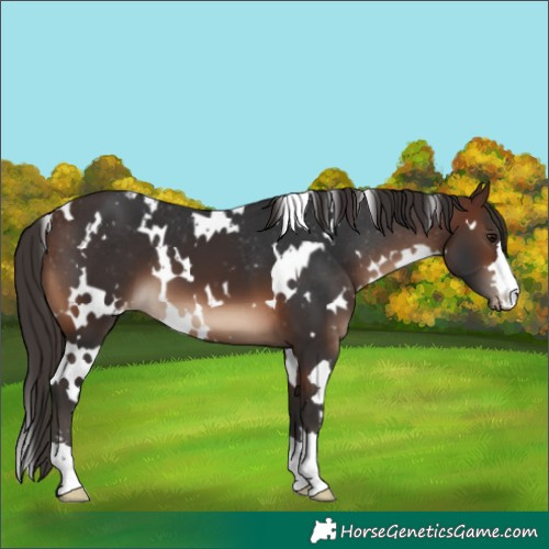 Horse Color:White Spotted Brown Appaloosa 