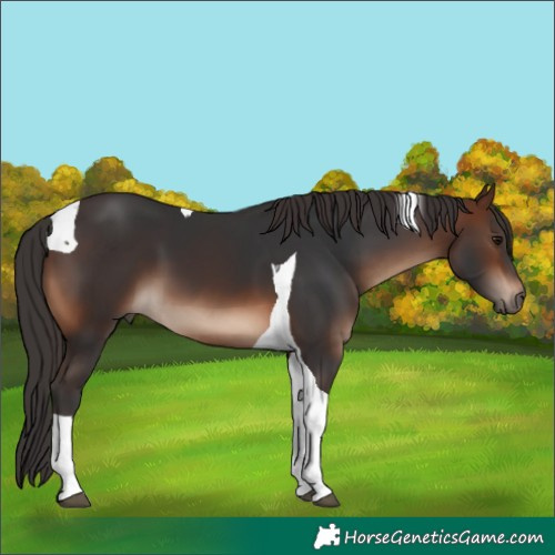 Horse Color:Brown Tobiano