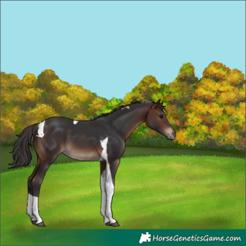 Horse Color:Brown Tobiano
