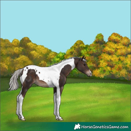 Horse Color:Silver Brown Tobiano