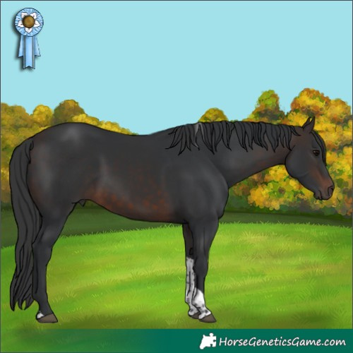 Horse Color:Brown Tobiano 