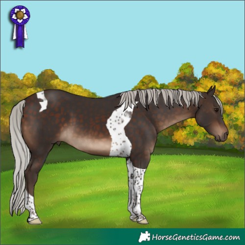 Horse Color:Silver Brown Tobiano 