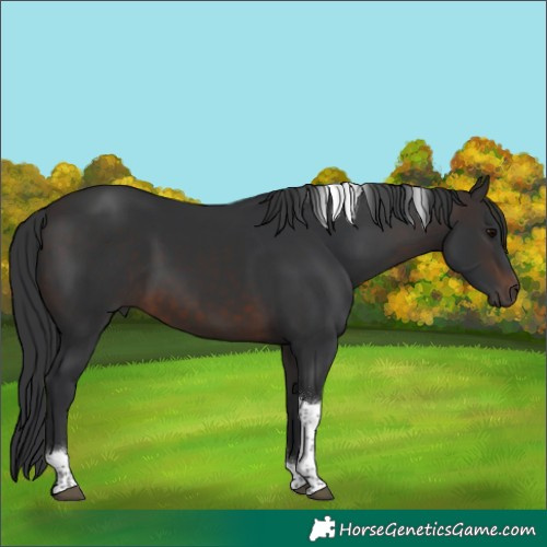 Horse Color:Brown Tobiano